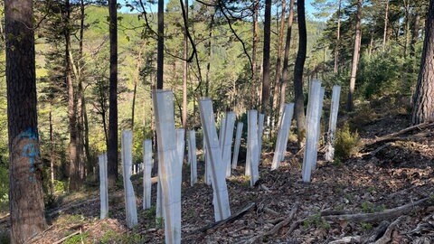 Waldumbau in Edenkoben