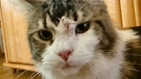 Die Maine Coon Katze "Vicky" war krank, als sie aus der Züchtung im Zollernalbkreis kam.