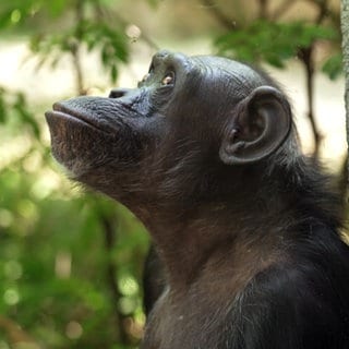 Schimpanse im Karlsruher Zoo