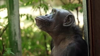 Schimpanse im Karlsruher Zoo