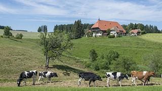 Der Fallerhof im Sommer, im Vordergrund Kühe
