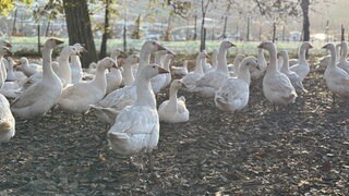 Wegen der Vogelgrippe gilt im Stadt- und Landkreis Heilbronn ab Mittwoch eine Stallpflicht. Bis Dienstagabend können auch Gänse noch im Freien bleiben.
