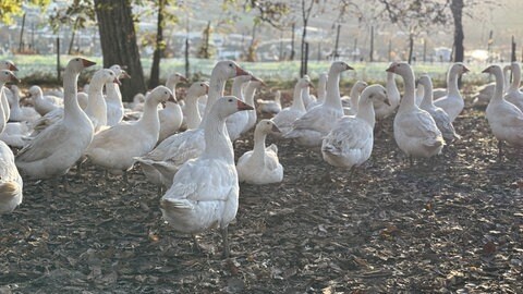 Wegen der Vogelgrippe gilt im Stadt- und Landkreis Heilbronn ab Mittwoch eine Stallpflicht. Bis Dienstagabend können auch Gänse noch im Freien bleiben.