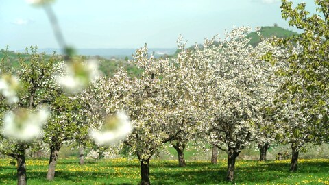 Im Kreis Esslingen stehen die Kirschbäume auf den Streuobstwiesen in voller Blüte.