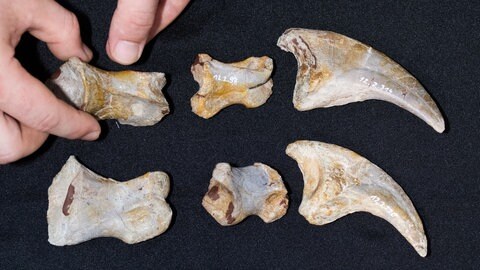 Handknochen von einem Plateosaurus