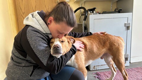Hund Niko wurde mit Gehirnschwund ins Tierheim gebracht.