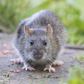 Eine junge Wanderratte (Rattus norvegicus) sitzt auf einem Pfad und schaut neugierig nach vorn: Überall, wo wir leben, sind auch Ratten. Viele finden die Tiere eklig. Wie verbreitet sind Rattenplagen? Und muss man die Ratten bekämpfen?