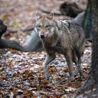 Ein Wolf kommt hinter einem Baum hervor