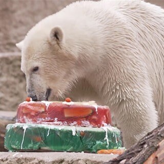 Eisbär Mika