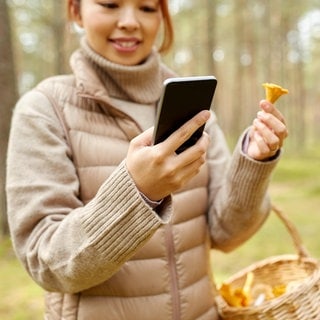 Junge Frau im Wald mit Pilz und Smartphone in der Hand, am Arm ein Sammelkörbchen: Pilz-Influencer erreichen auf Social Media ein großes Publikum, geführte Pilz-Sammel-Touren sind gefragt. Doch der Öko-Trend hat auch Kehrseiten.