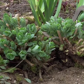 Bei der Arbeit im Garten