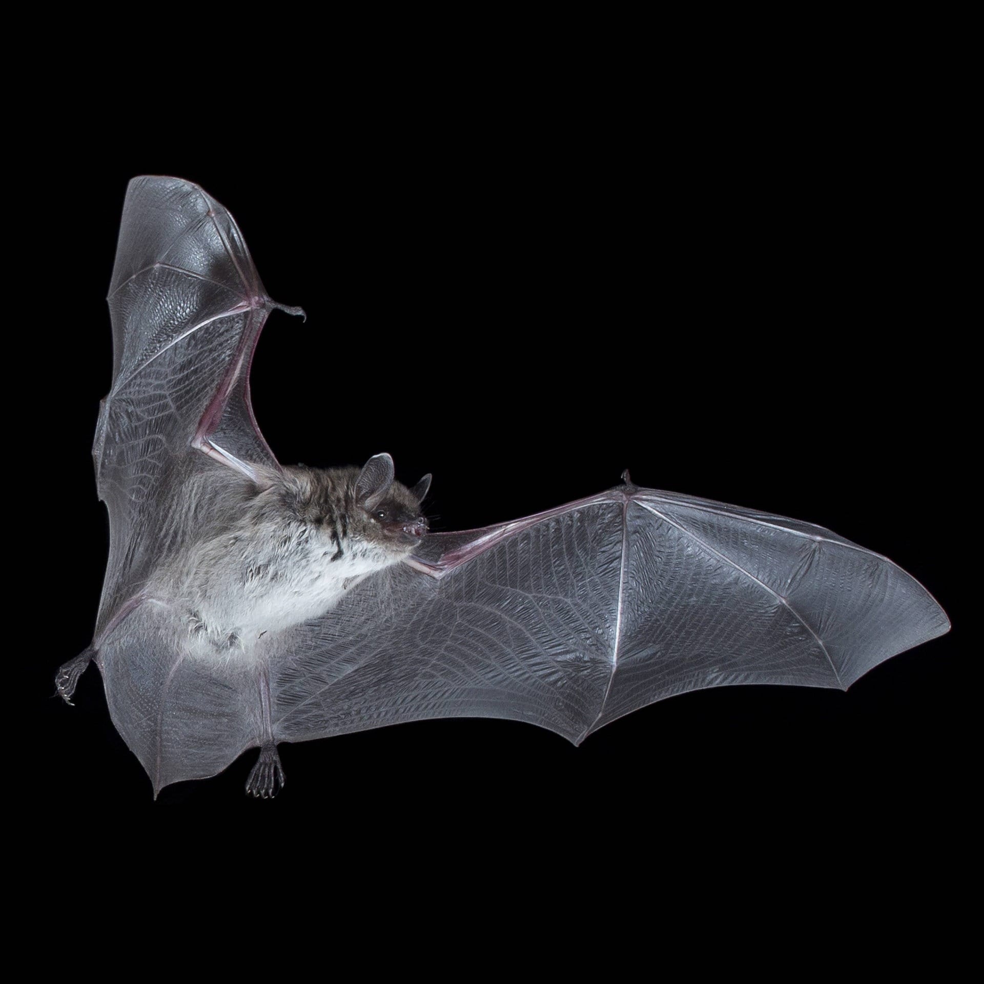 Batman ist Europäer: Woher die Fledermäuse kommen