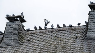 Mehrere Tauben sitzen auf dem Dach eines Hauses. Die Stadt Limburg will die rund 200 Stadttauben jetzt doch einfangen und töten lassen - das Stadttaubenprojekt Limburg will das nicht einfach so hinnehmen.