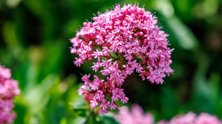 Baldrianblüte
