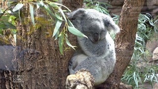 Ein schlafender Koala in der Wilhelma