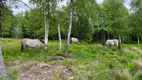 Wildpferde pflegen Bergweiden im Schwarzwald