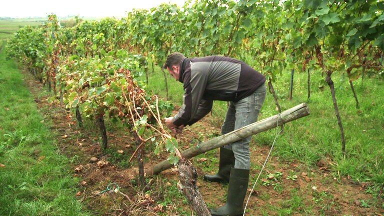 Bobenheim am Berg WInzer