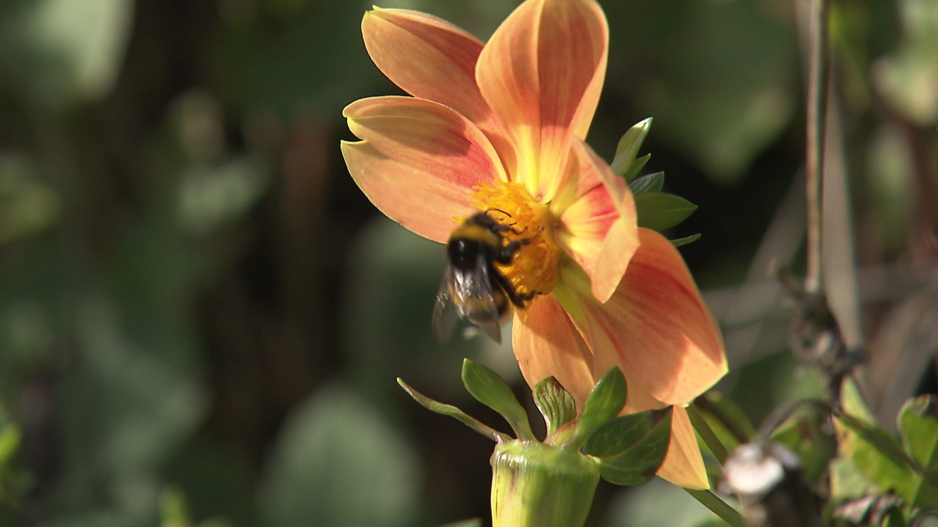 Herbstzeit ist Pflanzzeit: Wie der Garten besser mit dem Klimawandel klarkommt