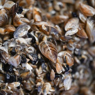 Es ist ein Haufen von Quagga-Muscheln zu sehen.