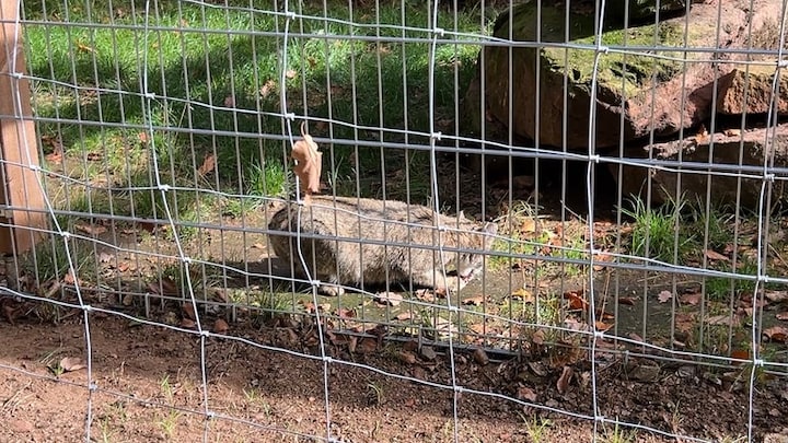 Zwei Wildkatzen leben im neuen Gehege im Wildpark auf dem Betzenberg in Kaiserslautern.