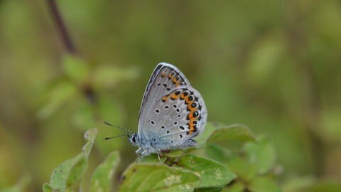 Mit dem Insektensterben geht auch die Zahl der Schmetterlingsarten immer weiter zurück