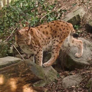 Luchs