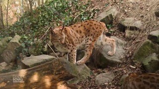 Luchs