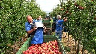 Erntehelfer sammeln Äpfel der Sorte Gala. Der Mindestlohn steigt auch für ausländische Erntehelfer. Wird Obst und Gemüse teurer? Gehen die Preise für Spargel und Erdbeeren hoch? 