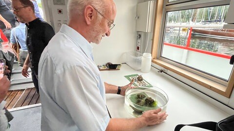 Harald Hetzenauer, Leiter des Institutes für Seenforschung Langenargen, vor einer Schüssel mit Quagga-Muscheln aus dem Bodensee.