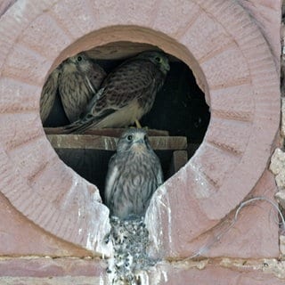 Turmfalke schaut aus Guckloch in einer Hauswand