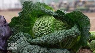 Kohl, Grünkohl 