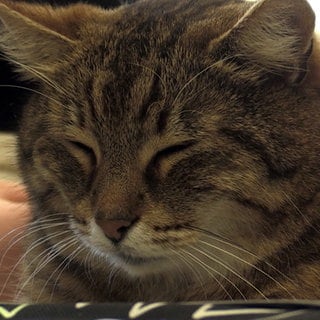 Kater Max liegt auf einem Tisch und hat die Augen fast geschlossen. Vor ihm erkennt man noch ein schwarzes Mäppchen. Von rechts streichelt eine Hand ihn.