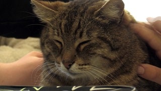 Kater Max liegt auf einem Tisch und hat die Augen fast geschlossen. Vor ihm erkennt man noch ein schwarzes Mäppchen. Von rechts streichelt eine Hand ihn.