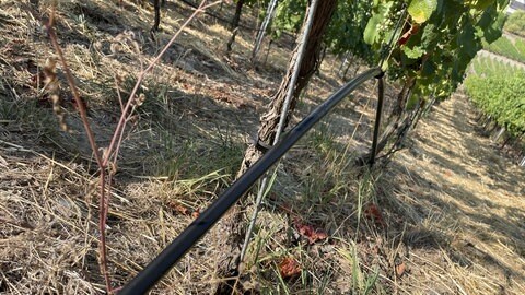 Tropfen um Tropfen: Mit dieser Leitung bewässert der Winzer Timo Dienhart im Liesertal seine Reben.