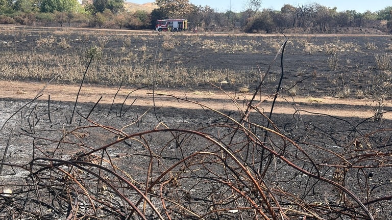 Brand auf Friesenheimer Insel: Ein Feuerwehrfahrzeug hält hinter einem abgebrannten Feld.