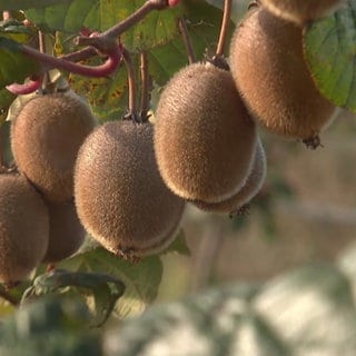 Kiwis hängen an einem Strauch.