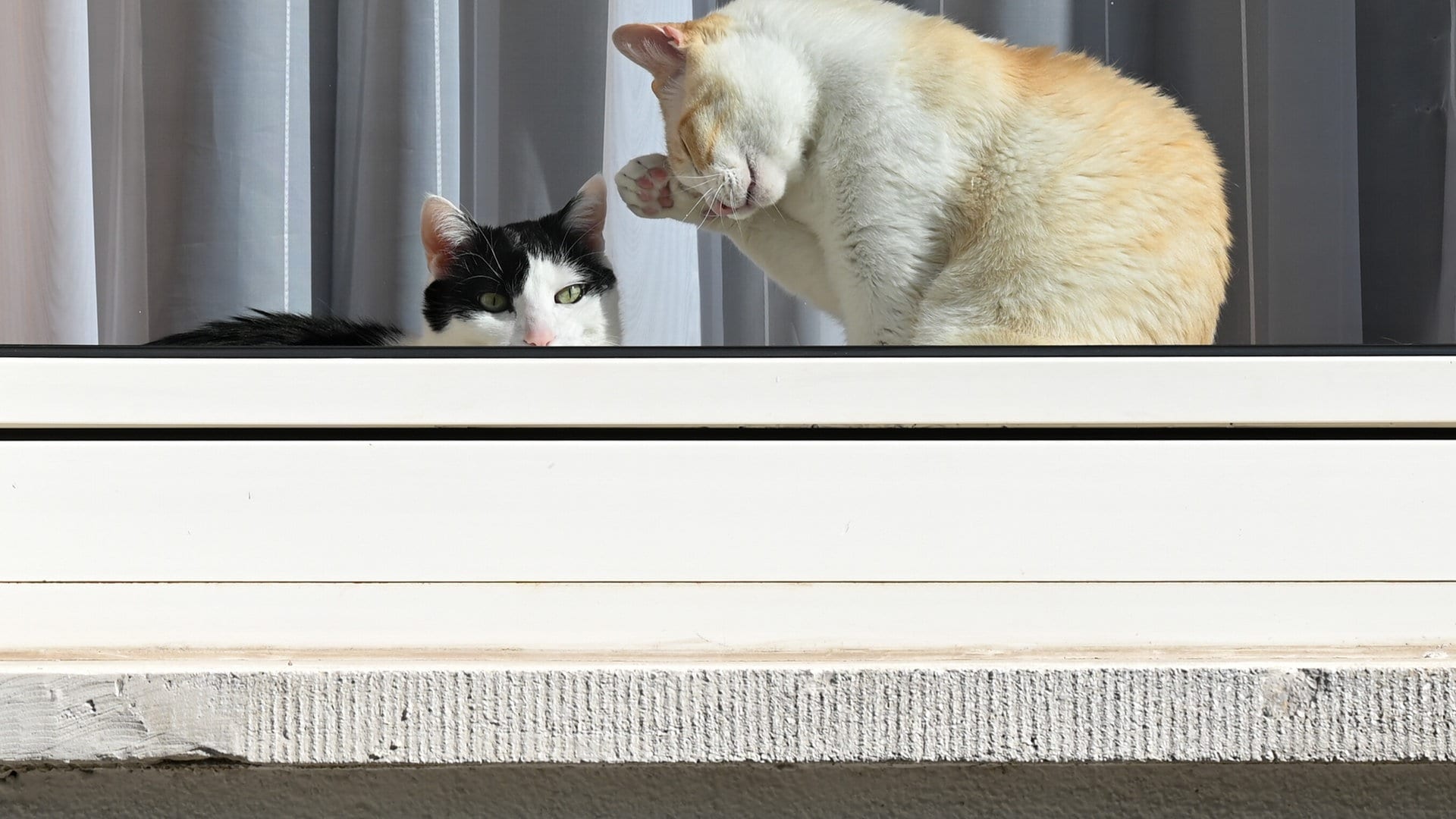 Toter Mann in Wohnung in Villingen-Schwenningen gefunden: Polizei rettet elf Katzen