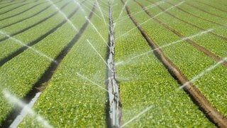 In der Südpfalz wird ein Feld bewässert - dafür wird Grundwasser genutzt