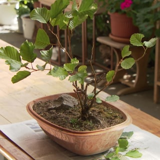 Bonsai-Pflanze von Richard Schmidt in seinem Gewächshaus in Elchesheim-Illingen.