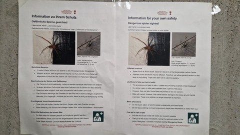 Im Hörsaalzentrum der Universität Tübingen hängen Schilder, die auf die chilenische Einsiedlerspinne aufmerksam machen. 