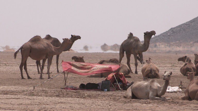 Die Karawanen waren die Vorgänger der Eisenbahn im Sudan. Hier mit Fatamorgana im Hintergrund.