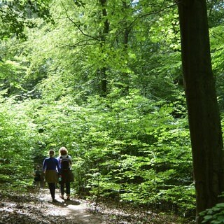 Das Bild zeigt Wanderer im Pfälzerwald. Studierende der Forst- und Umweltwissenschaften sind im Pfälzerwald bei einem Talent Camp. 