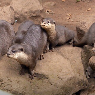 Im Zoo Kaiserslautern sind sechs Baby-Otter erstmals im Außengelände zu sehen.