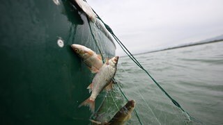 Mehrere Rotaugen werden im Netz aus dem Bodensee gezogen (Symbolbild): Berufsfischer und Angler am Bodensee sind sich uneins, was die Fischerei angeht.