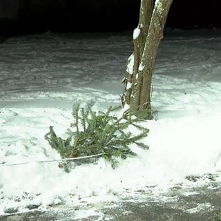 Christbaum