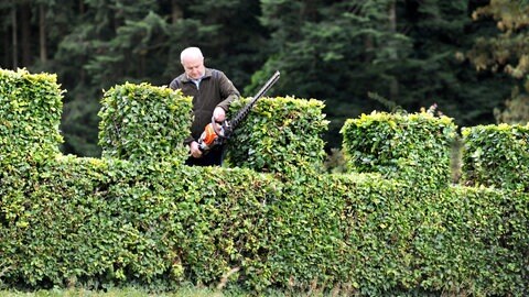 Eine Hainbuchenhecke, die von einem Mann im Garten mit einer Heckenschere in Form geschnitten wird.