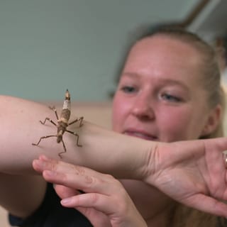 Eine Gespenstheuschrecke krabbelt über den Arm einer Insektensammlerin