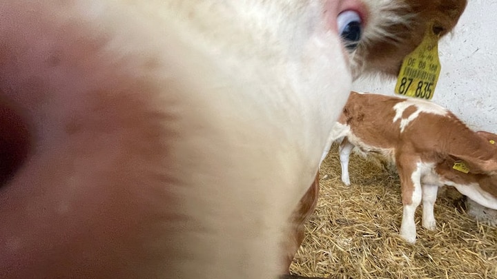Kalb schleckt Kamera ab