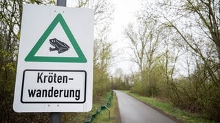 Kröten wandern zu den Laichgewässern