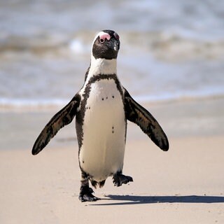 Ein Brillenpinguin (Spheniscus demersus) kommt am Boulders Beach aus dem Wasser: Die Brillenpinguine in Südafrika sind massiv bedroht. Rund 62.000 Afrikanische Pinguine sind verschwunden; vermutlich verhungert, weil ihnen schlicht das Futter ausgeht. 